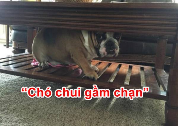 Nghĩa đen và nghĩa bóng của Chó chui gầm chạn
