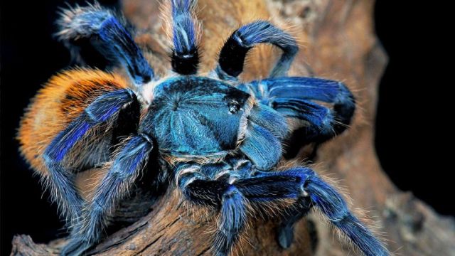 Nhện xanh Tarantula