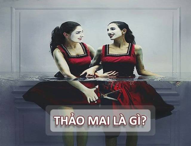 Thảo mai là gì? Đặc điểm của một người thảo mai