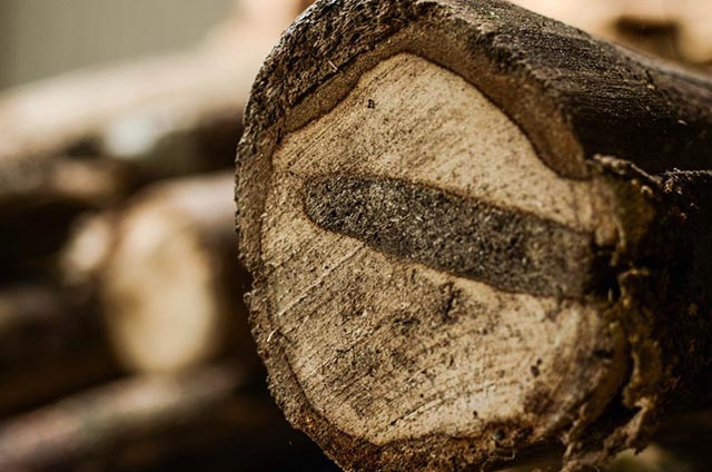 Vì sao gỗ trầm hương lại quý giá đến vậy ?