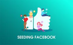 Seeding Facebook là gì? Cách Seeding Facebook từ A-Z