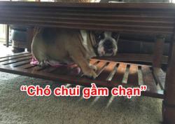 Ý nghĩa câu Chó chui gầm chạn không phải ai cũng biết